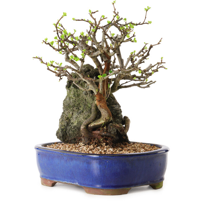 Chaenomeles speciosa, 25 cm, ± 25 ans