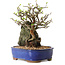 Chaenomeles speciosa, 25 cm, ± 25 ans