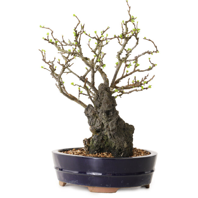 Chaenomeles speciosa, 28 cm, ± 25 ans
