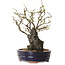 Chaenomeles speciosa, 28 cm, ± 25 ans