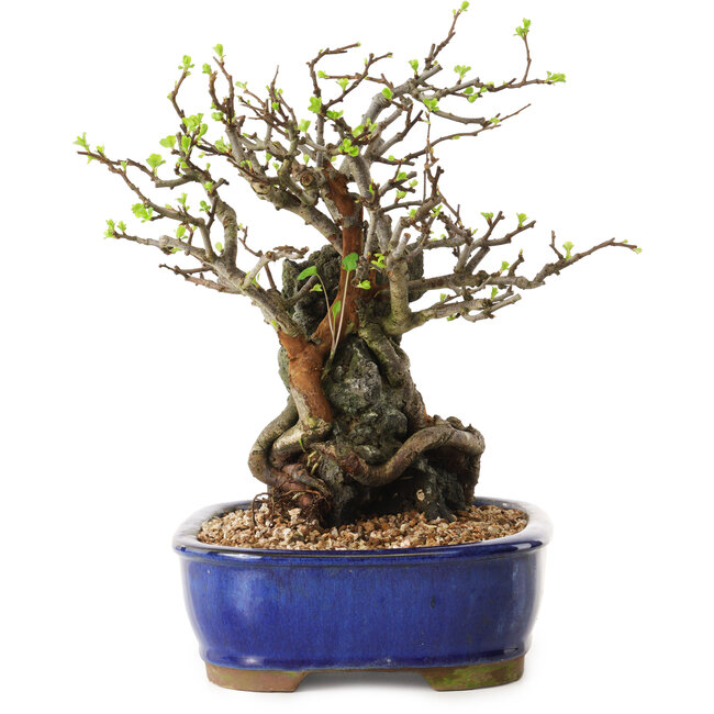 Chaenomeles speciosa, 25 cm, ± 25 years old