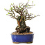 Chaenomeles speciosa, 25 cm, ± 25 ans