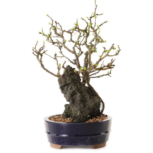 Chaenomeles speciosa, 28 cm, ± 25 ans