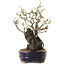 Chaenomeles speciosa, 28 cm, ± 25 ans