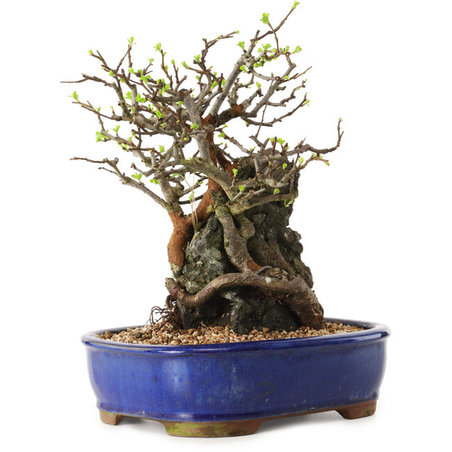 Chaenomeles speciosa, 25 cm, ± 25 años de edad