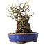 Chaenomeles speciosa, 25 cm, ± 25 ans