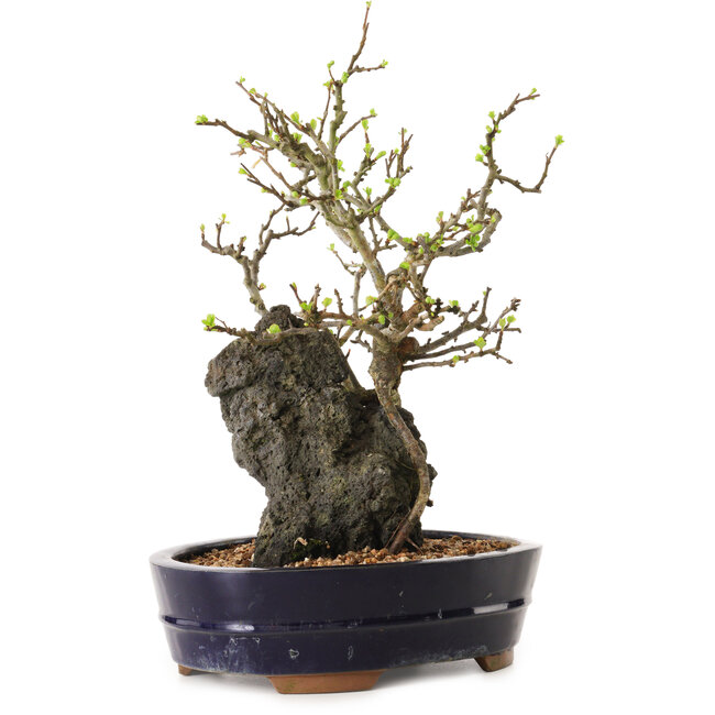 Chaenomeles speciosa, 28 cm, ± 25 años de edad