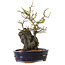 Chaenomeles speciosa, 28 cm, ± 25 ans