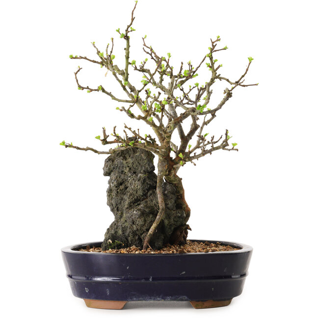 Chaenomeles speciosa, 28 cm, ± 25 ans