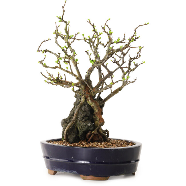 Chaenomeles speciosa, 28 cm, ± 25 ans
