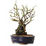 Chaenomeles speciosa, 28 cm, ± 25 ans