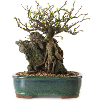 Chaenomeles speciosa, 26 cm, ± 25 ans