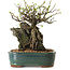 Chaenomeles speciosa, 26 cm, ± 25 ans