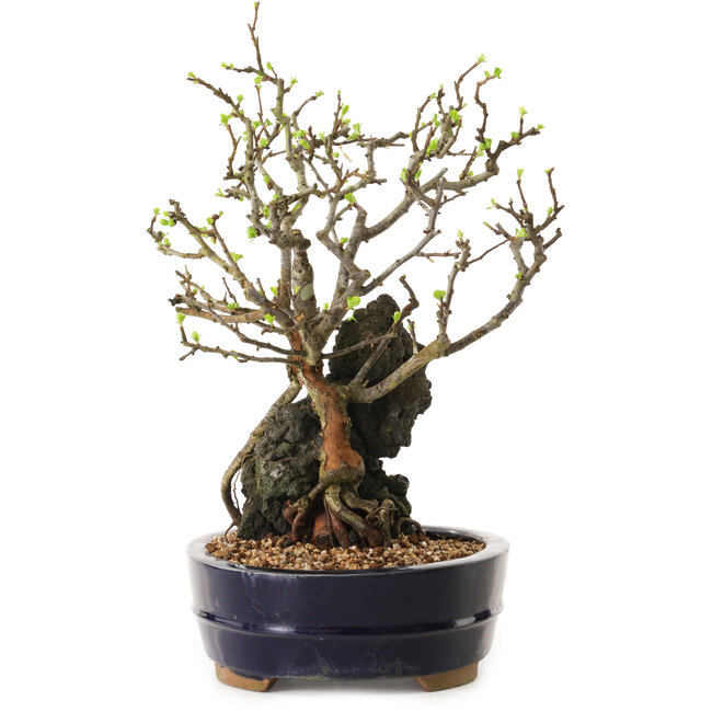 Chaenomeles speciosa, 28 cm, ± 25 años de edad