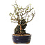 Chaenomeles speciosa, 28 cm, ± 25 ans