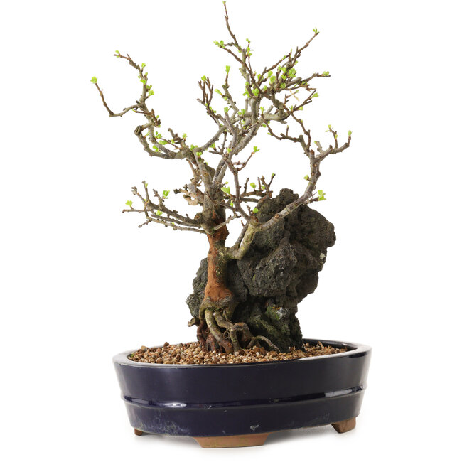 Chaenomeles speciosa, 28 cm, ± 25 ans