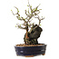 Chaenomeles speciosa, 28 cm, ± 25 ans