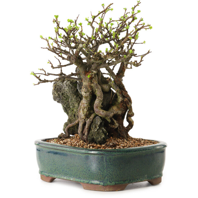 Chaenomeles speciosa, 26 cm, ± 25 ans
