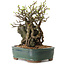 Chaenomeles speciosa, 26 cm, ± 25 ans