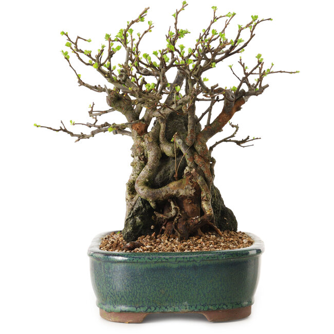 Chaenomeles speciosa, 26 cm, ± 25 ans