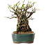 Chaenomeles speciosa, 26 cm, ± 25 ans
