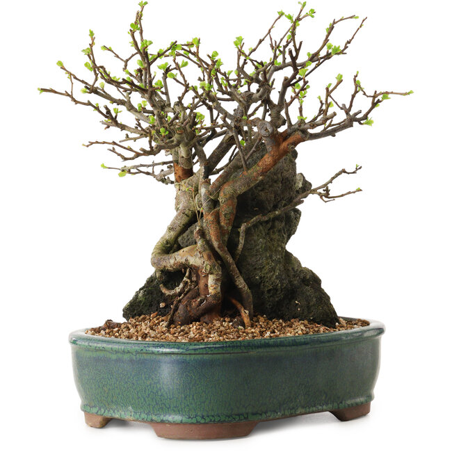 Chaenomeles speciosa, 26 cm, ± 25 años de edad