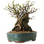 Chaenomeles speciosa, 26 cm, ± 25 ans