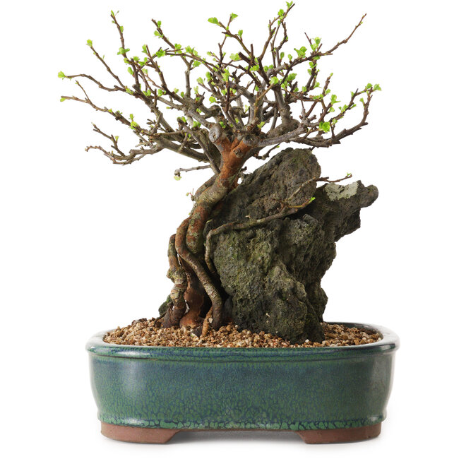 Chaenomeles speciosa, 26 cm, ± 25 años de edad