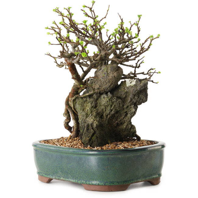 Chaenomeles speciosa, 26 cm, ± 25 ans
