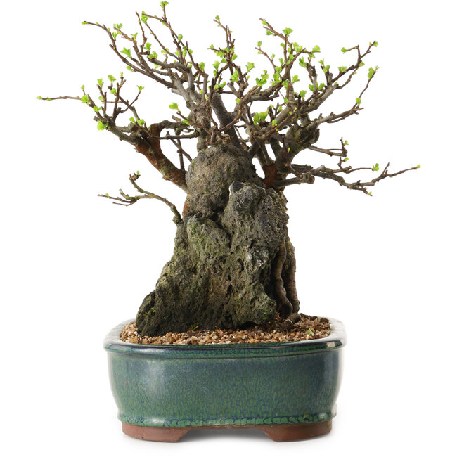 Chaenomeles speciosa, 26 cm, ± 25 ans