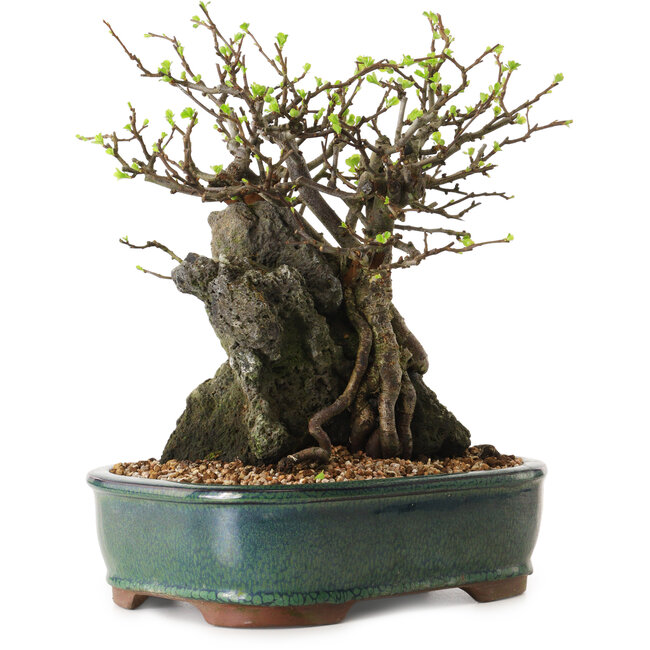 Chaenomeles speciosa, 26 cm, ± 25 ans