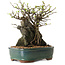 Chaenomeles speciosa, 26 cm, ± 25 ans