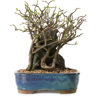 Chaenomeles speciosa, 26 cm, ± 25 ans