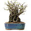 Chaenomeles speciosa, 26 cm, ± 25 ans