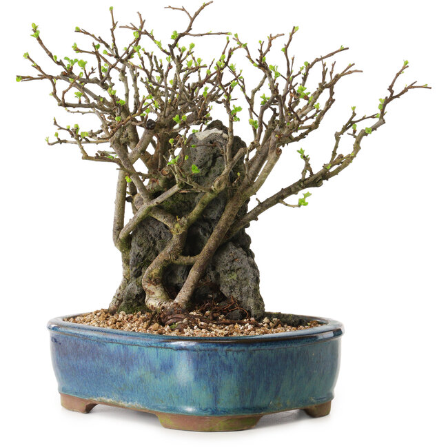 Chaenomeles speciosa, 26 cm, ± 25 años de edad