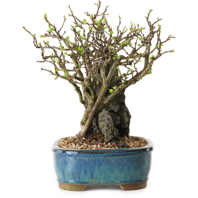 Chaenomeles speciosa, 26 cm, ± 25 ans