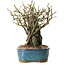 Chaenomeles speciosa, 26 cm, ± 25 ans