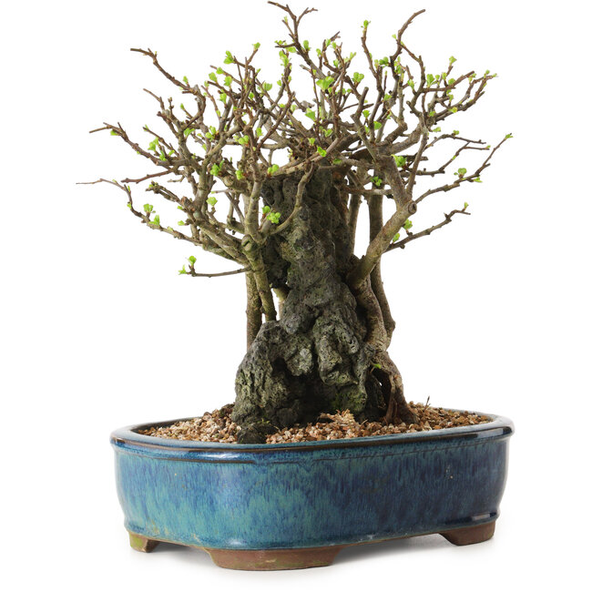 Chaenomeles speciosa, 26 cm, ± 25 ans