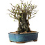 Chaenomeles speciosa, 26 cm, ± 25 ans