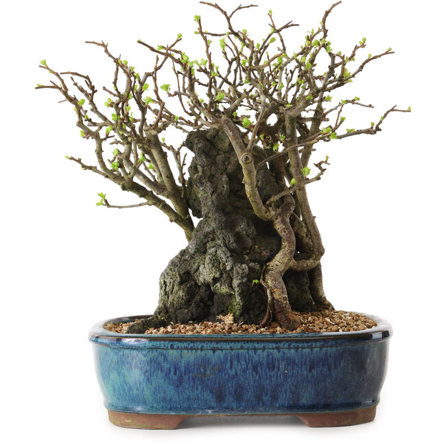 Chaenomeles speciosa, 26 cm, ± 25 ans