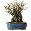 Chaenomeles speciosa, 26 cm, ± 25 ans