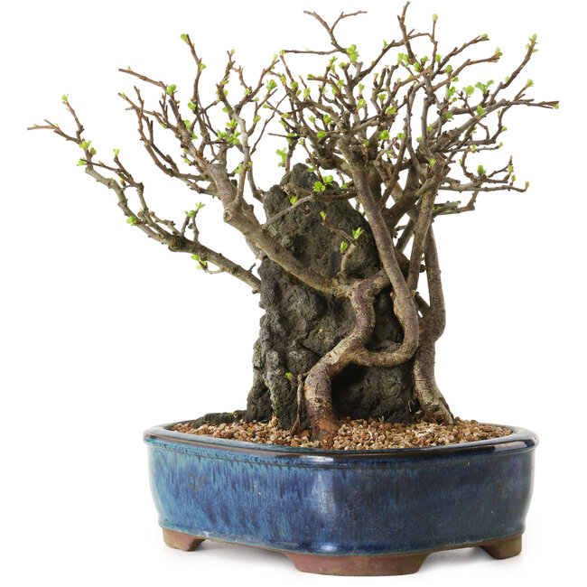 Chaenomeles speciosa, 26 cm, ± 25 ans