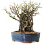 Chaenomeles speciosa, 26 cm, ± 25 ans