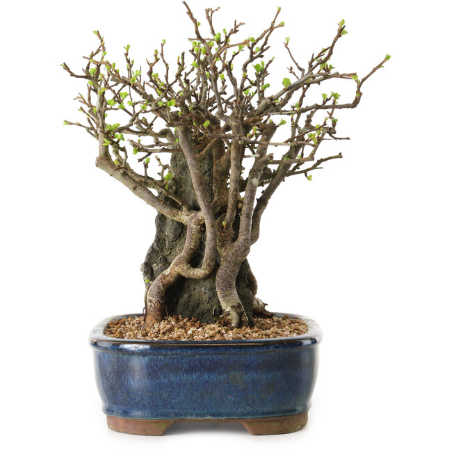 Chaenomeles speciosa, 26 cm, ± 25 ans