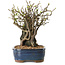 Chaenomeles speciosa, 26 cm, ± 25 ans