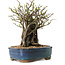 Chaenomeles speciosa, 26 cm, ± 25 ans
