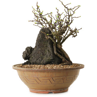 Chaenomeles speciosa, 27 cm, ± 25 ans