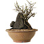 Chaenomeles speciosa, 27 cm, ± 25 ans