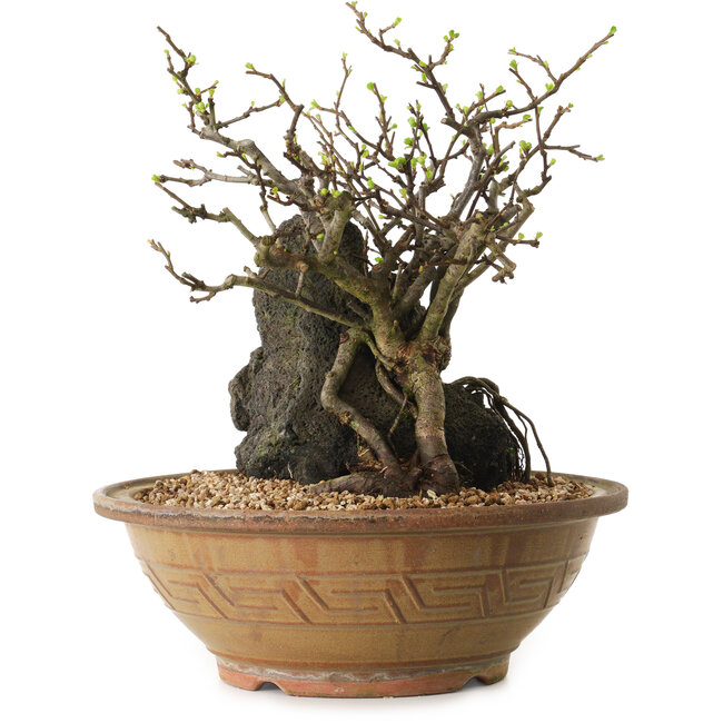Chaenomeles speciosa, 27 cm, ± 25 ans