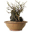 Chaenomeles speciosa, 27 cm, ± 25 ans